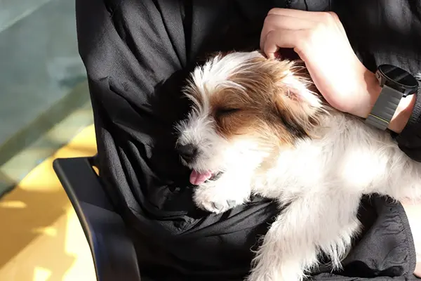 The importance of regular care for your pet