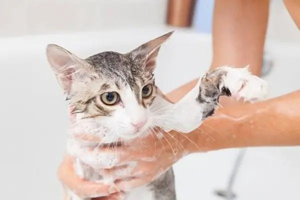 How to choose suitable pet care products?